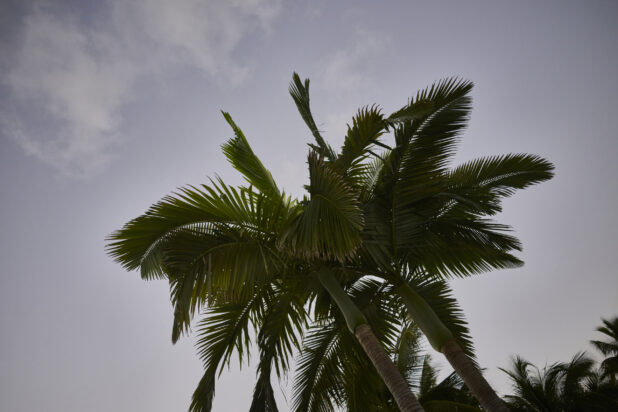 Ground View of a Cluster of Palm Trees Against a Darkening Evening Sky in a Resort Hotel in Nassau, Bahamas