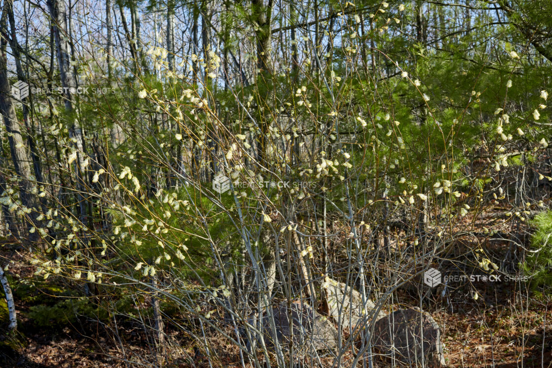 View From of Young Trees and Evergreens in Cottage Country, Ontario, Canda