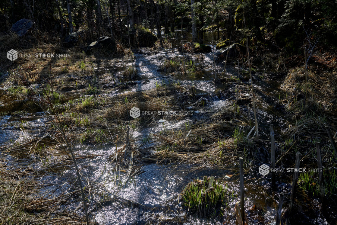 Spring Run-Off Water Trickling Through a Forest Floor in Cottage Country, Ontario, Canada