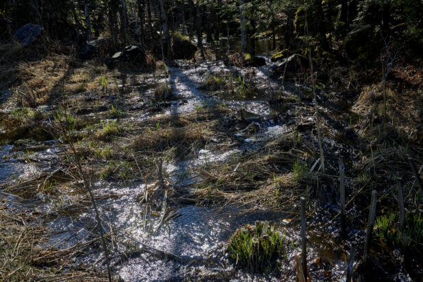 Spring Run-Off Water Trickling Through a Forest Floor in Cottage Country, Ontario, Canada