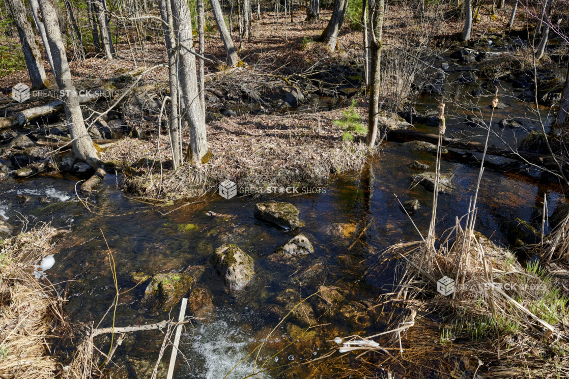 Spring Run-Off Water Flowing into a River Running Through a Forest in Cottage Country, Ontario, Canada