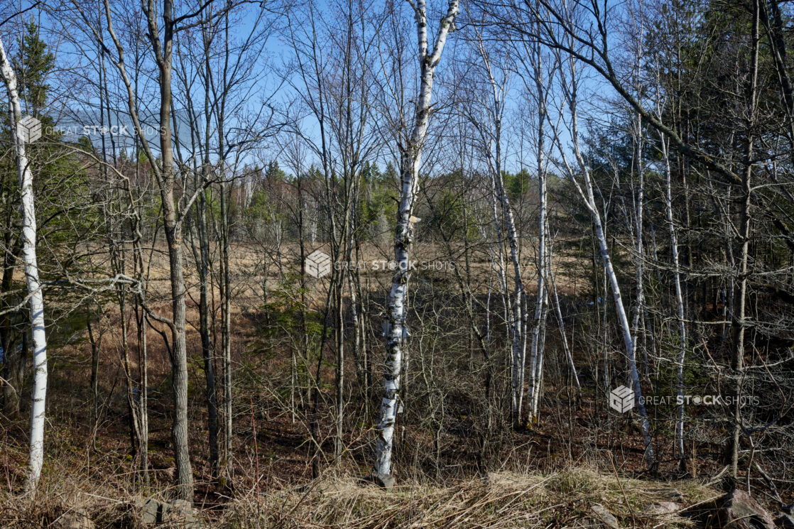 A Forest of Young Maple and Beech Trees With Bare Branches During Springtime in Cottage Country, Ontario, Canada