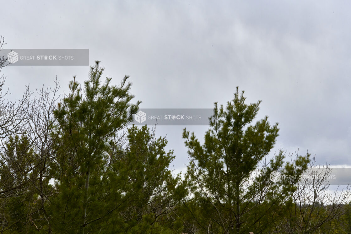 Low Angle View of Pine Tree Tips Against a Grey Cloudy Sky in Cottage Country, Ontario, Canada