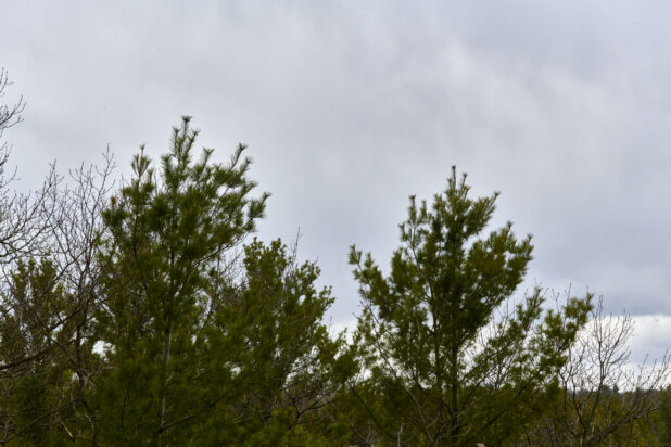 Low Angle View of Pine Tree Tips Against a Grey Cloudy Sky in Cottage Country, Ontario, Canada