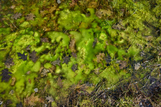 Moss Covered Forest Floor During Springtime in Cottage Country, Ontario, Canada - Variation