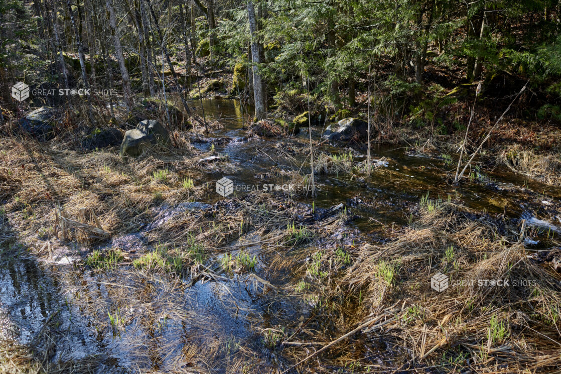 Spring Run-Off Water Trickling Through a Forest Floor in Cottage Country, Ontario, Canada - Variation