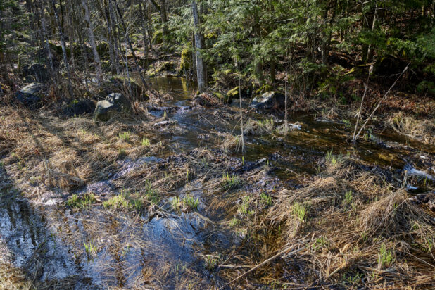 Spring Run-Off Water Trickling Through a Forest Floor in Cottage Country, Ontario, Canada - Variation