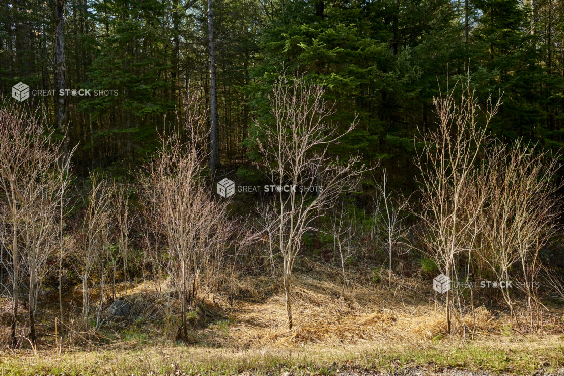 A Forest of Young Trees With Bare Branches During Springtime in Cottage Country, Ontario, Canada