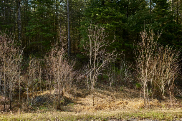 A Forest of Young Trees With Bare Branches During Springtime in Cottage Country, Ontario, Canada
