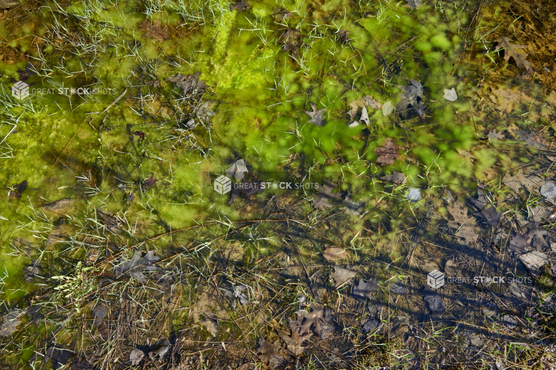 Moss Covered Forest Floor During Springtime in Cottage Country, Ontario, Canada