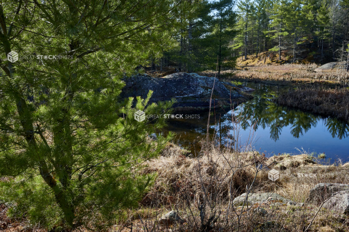 Close Up of an Evergreen/Pine Tree Beside a Quiet River in Cottage Country, Ontario, Canada