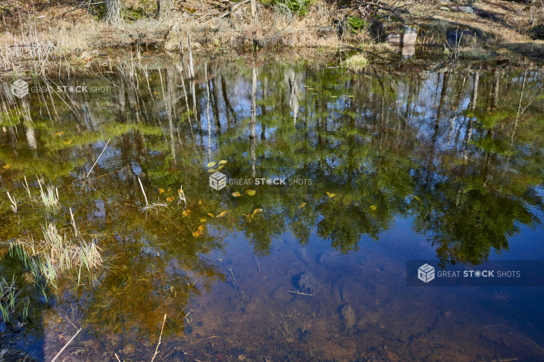 Pine Trees Reflecting on the Surface of a Lake in Cottage Country, Ontario, Canada