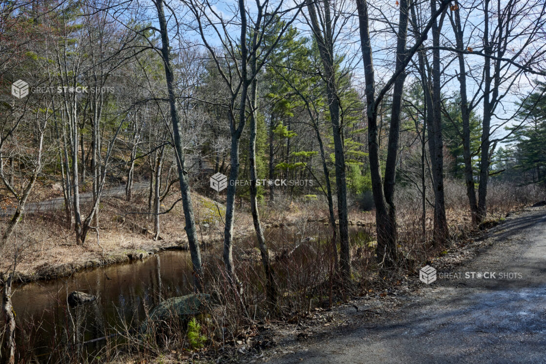 Bare Trees and Evergreens Along a Gravel Road Beside a River During Springtime in Cottage Country