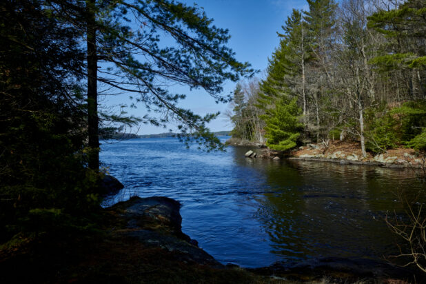 View from a Small Cove on a Large Lake Surrounded by Pine Trees in Cottage Country, Canada