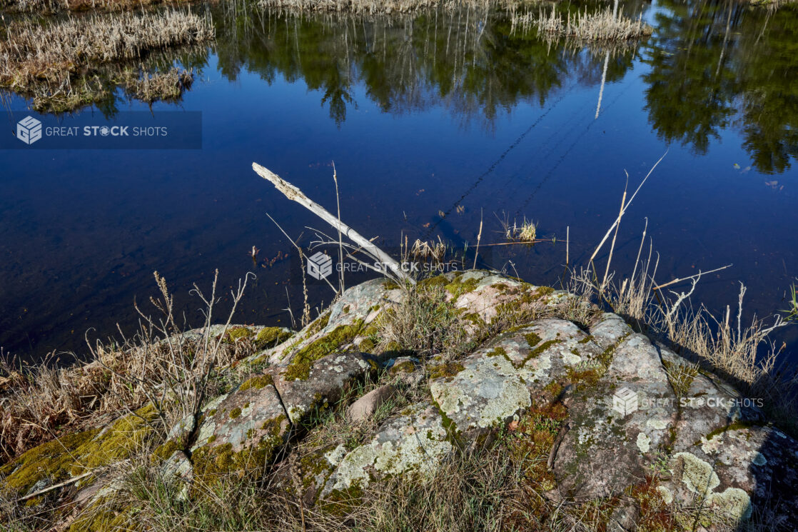 Close Up of Moss and Vegetation Growing on the Bedrock Along a River in Cottage Country, Ontario, Canada