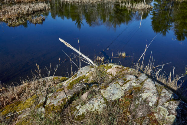 Close Up of Moss and Vegetation Growing on the Bedrock Along a River in Cottage Country, Ontario, Canada