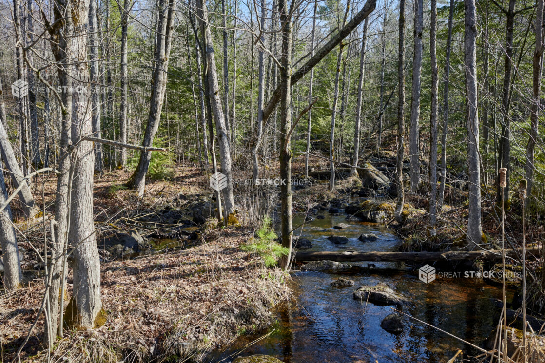 View of a River Running Through a Forest of Bare Trees and Evergreens at Springtime in Cottage Country, Ontario, Canada