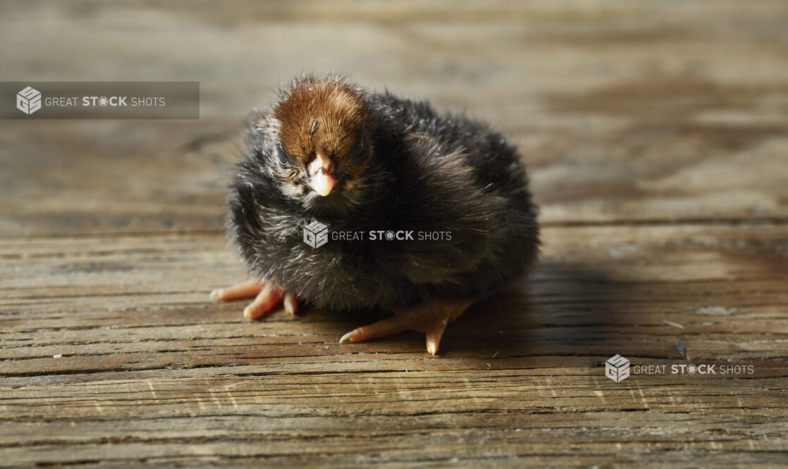 Cute black and brown baby chick on wooden tabletop