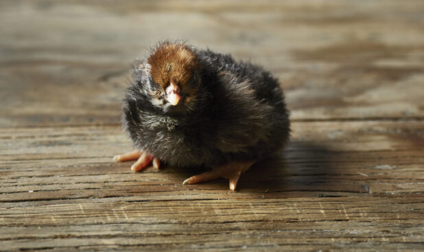 Cute black and brown baby chick on wooden tabletop