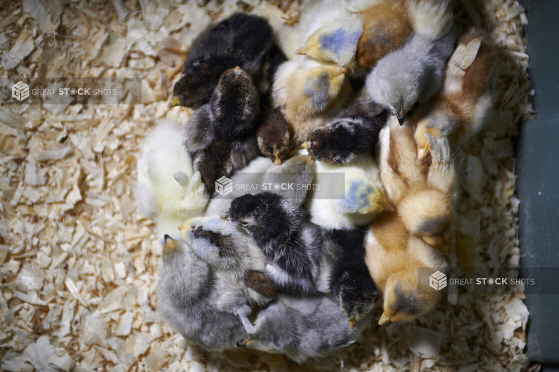 Overhead View of a Cluster of Chicks Huddled Together in a Chicken Coop