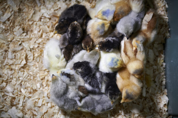 Overhead View of a Cluster of Chicks Huddled Together in a Chicken Coop