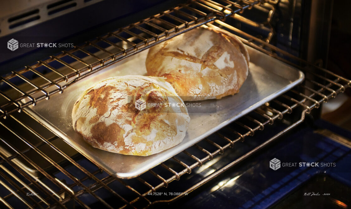 Close Up of Two Freshly Baked Round Sourdough Loaves on a Stainless Steel Baking Sheet in an Oven in a Home Kitchen Setting