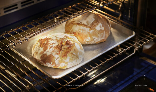 Close Up of Two Freshly Baked Round Sourdough Loaves on a Stainless Steel Baking Sheet in an Oven in a Home Kitchen Setting