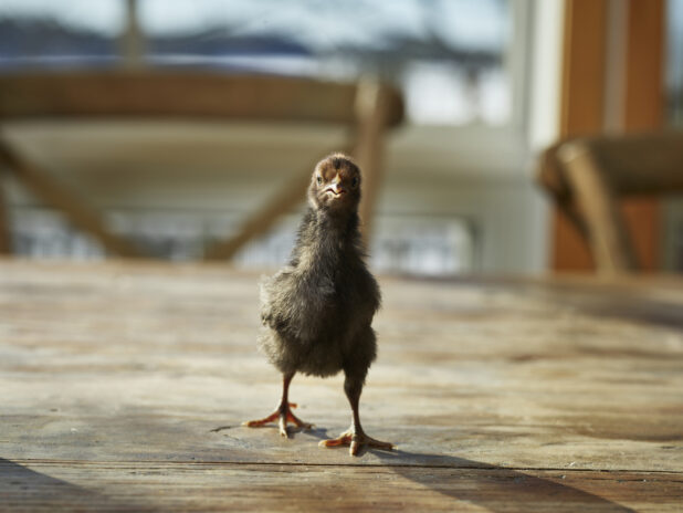 Grey baby chick standing on a wood tabletop, bokeh