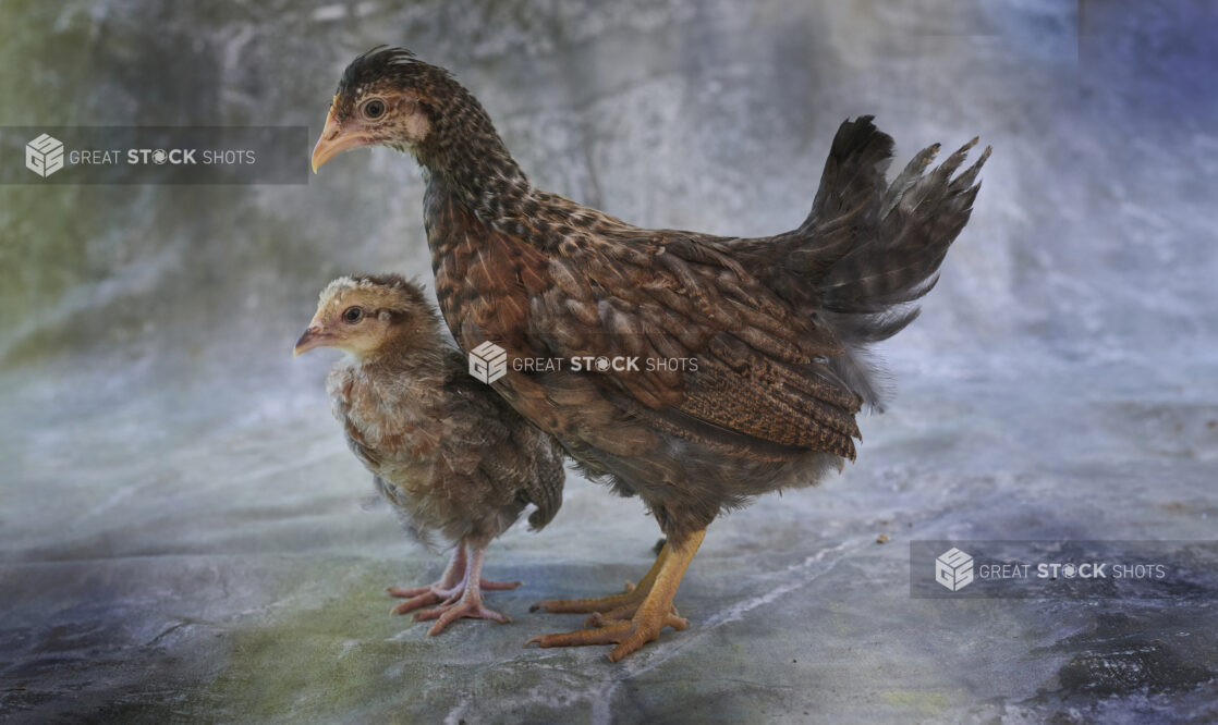 Brown hen and chick standing together, close-up