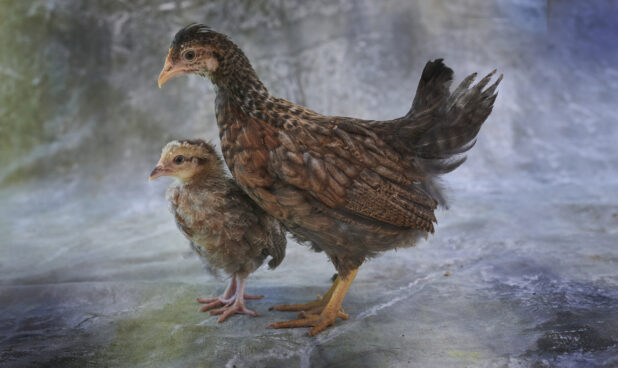Brown hen and chick standing together, close-up