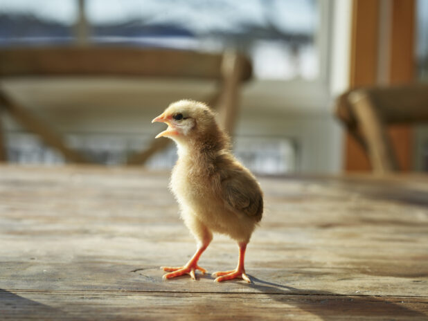 Yellow baby chick standing on a wood tabletop, bokeh