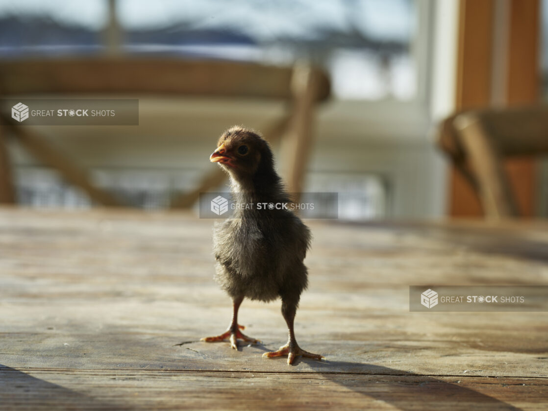 Grey baby chick standing on a wood tabletop, bokeh