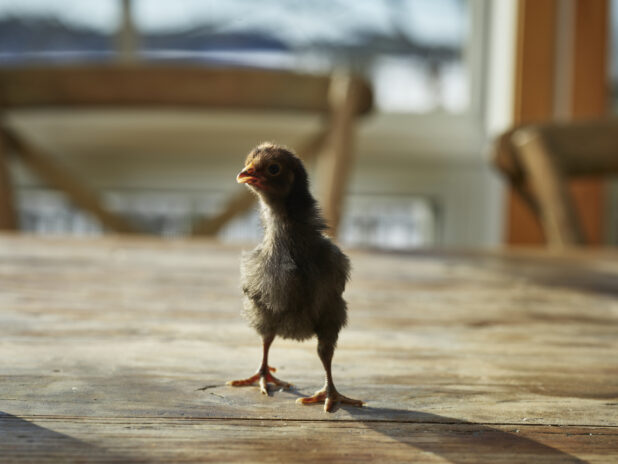 Grey baby chick standing on a wood tabletop, bokeh