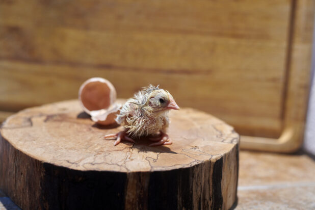 Newly hatched chick sitting on a wooden stump, broken eggshell in background