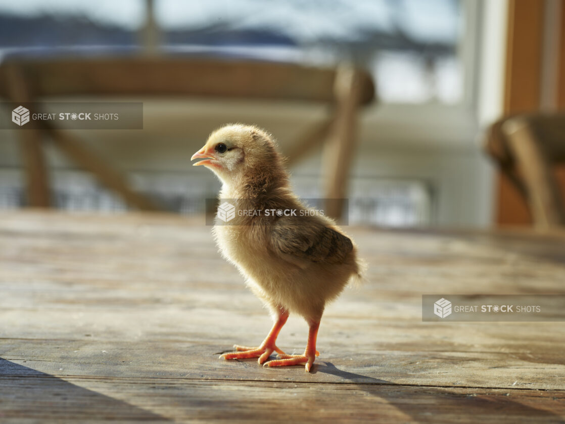 Yellow baby chick standing on a wood tabletop, bokeh