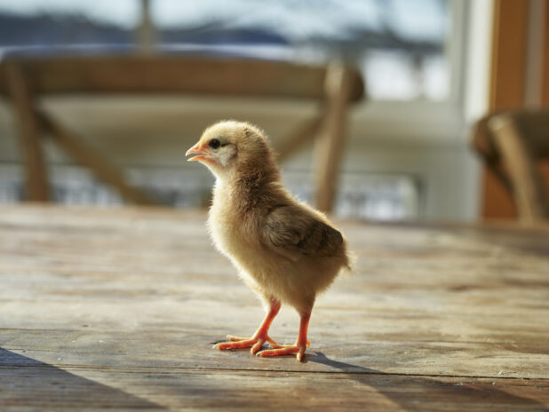 Yellow baby chick standing on a wood tabletop, bokeh