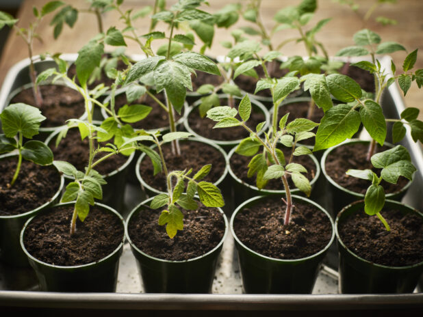 Young tomato plants in round plastic pots, close-up