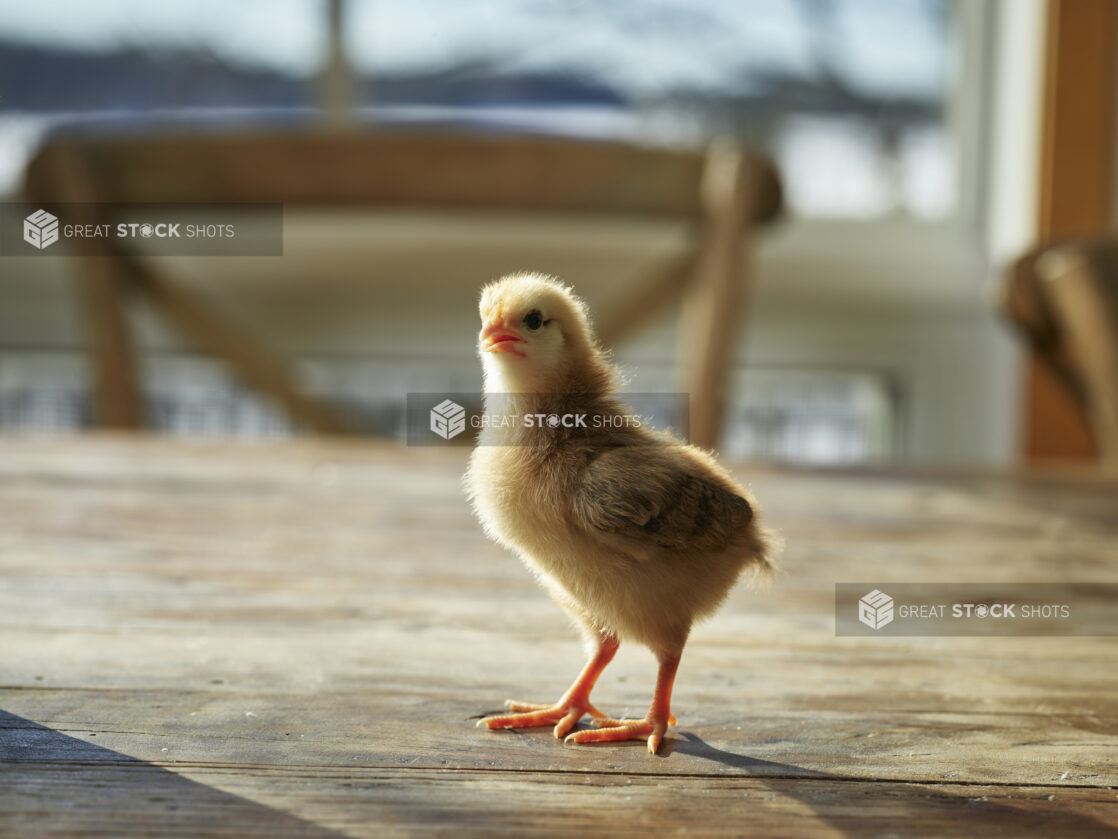 Yellow baby chick standing on a wood tabletop, bokeh