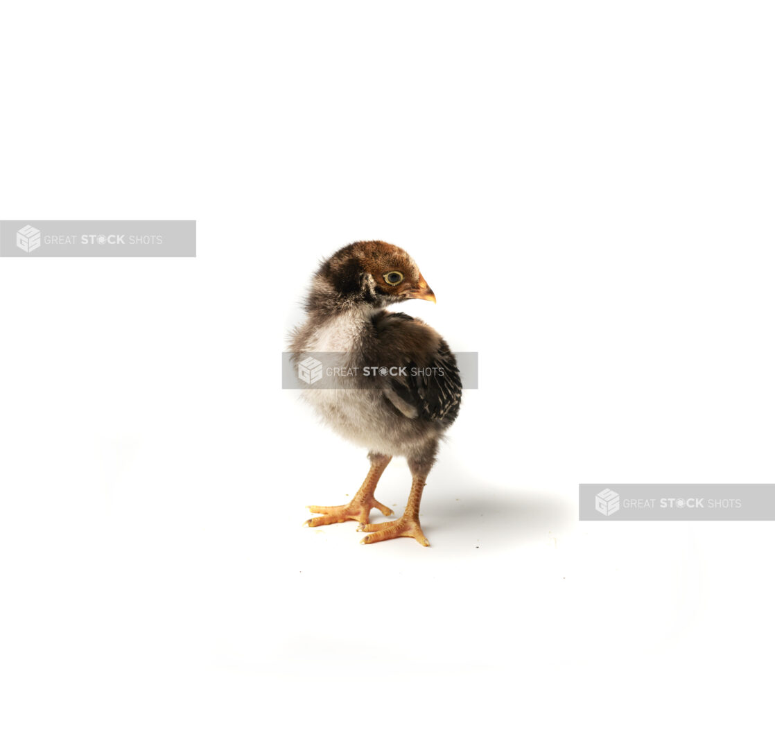 A Baby Brown Chicken Shot on a White Background for Isolation