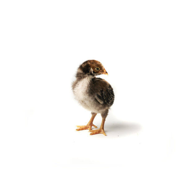 A Baby Brown Chicken Shot on a White Background for Isolation