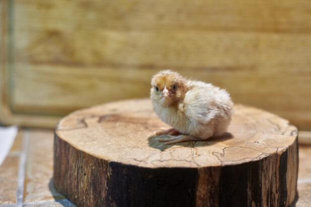 Little fluffy chick sitting on a wooden stump, wood background