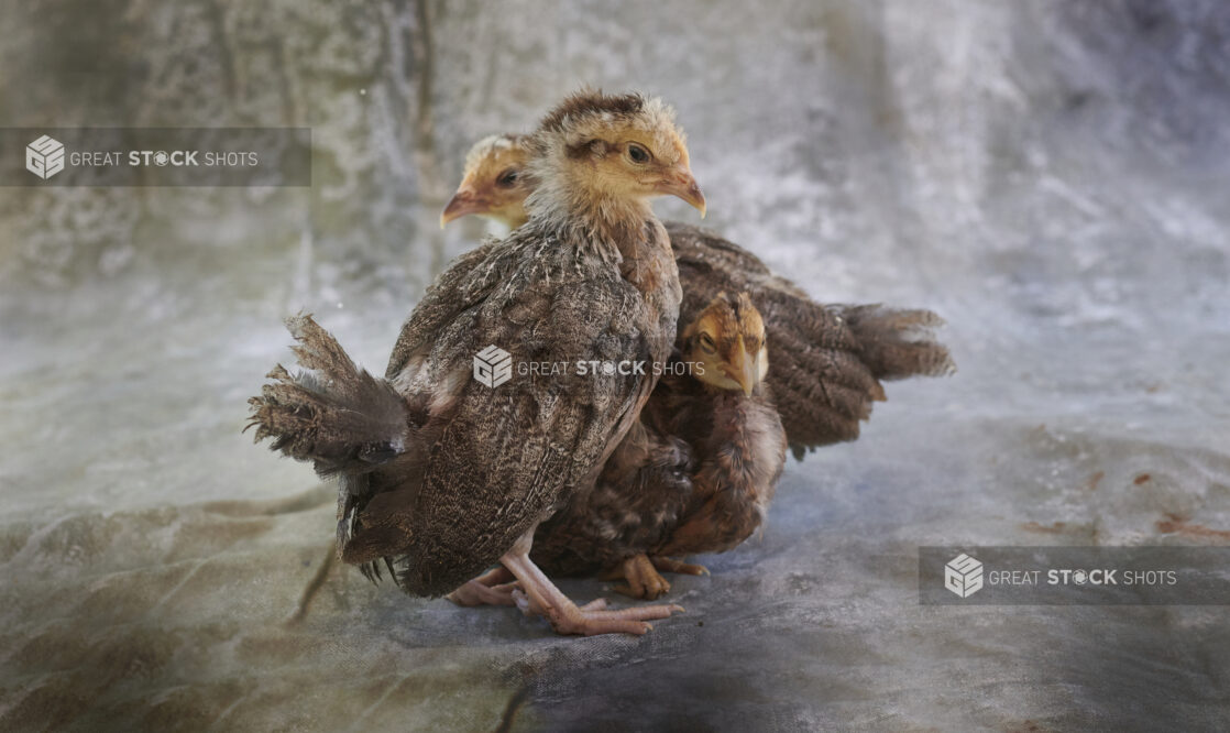 Three young chickens huddled together, grey canvas background