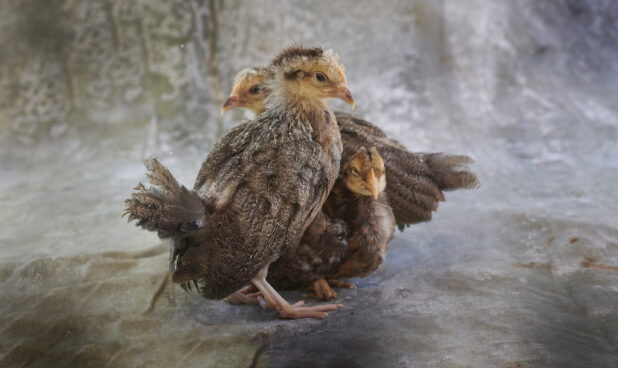 Three young chickens huddled together, grey canvas background