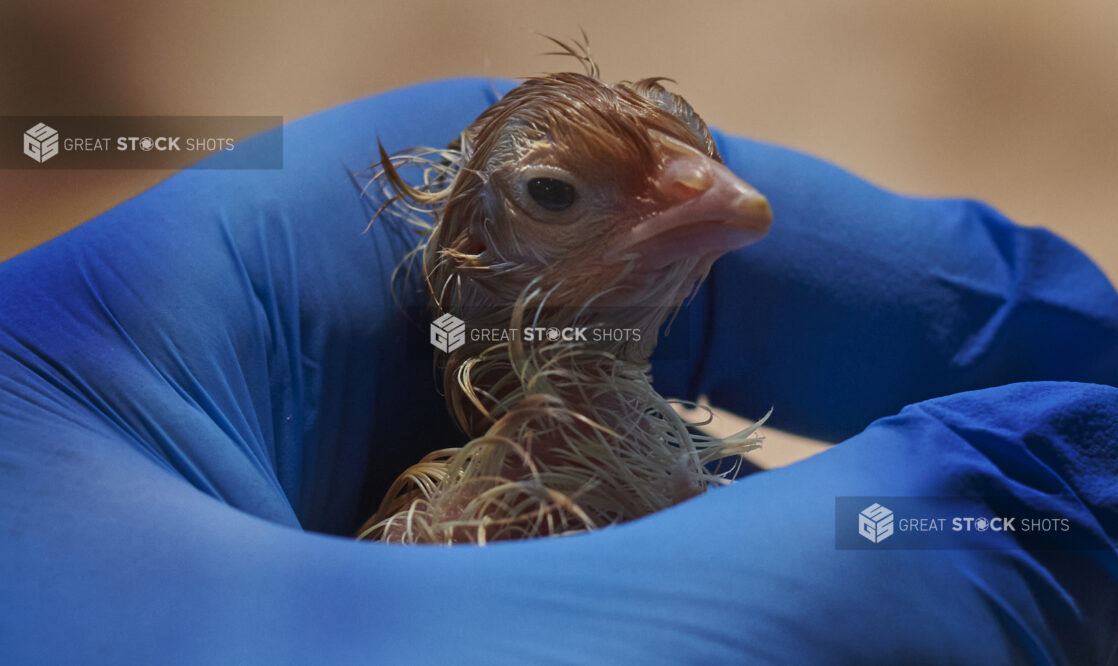 Blue-gloved hand holding a newly-hatched chick, close-up