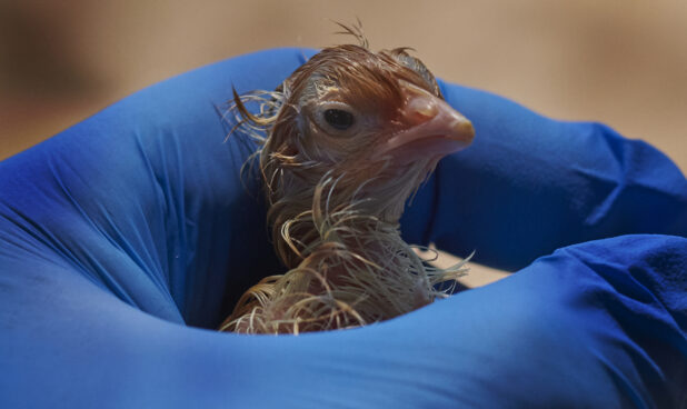 Blue-gloved hand holding a newly-hatched chick, close-up