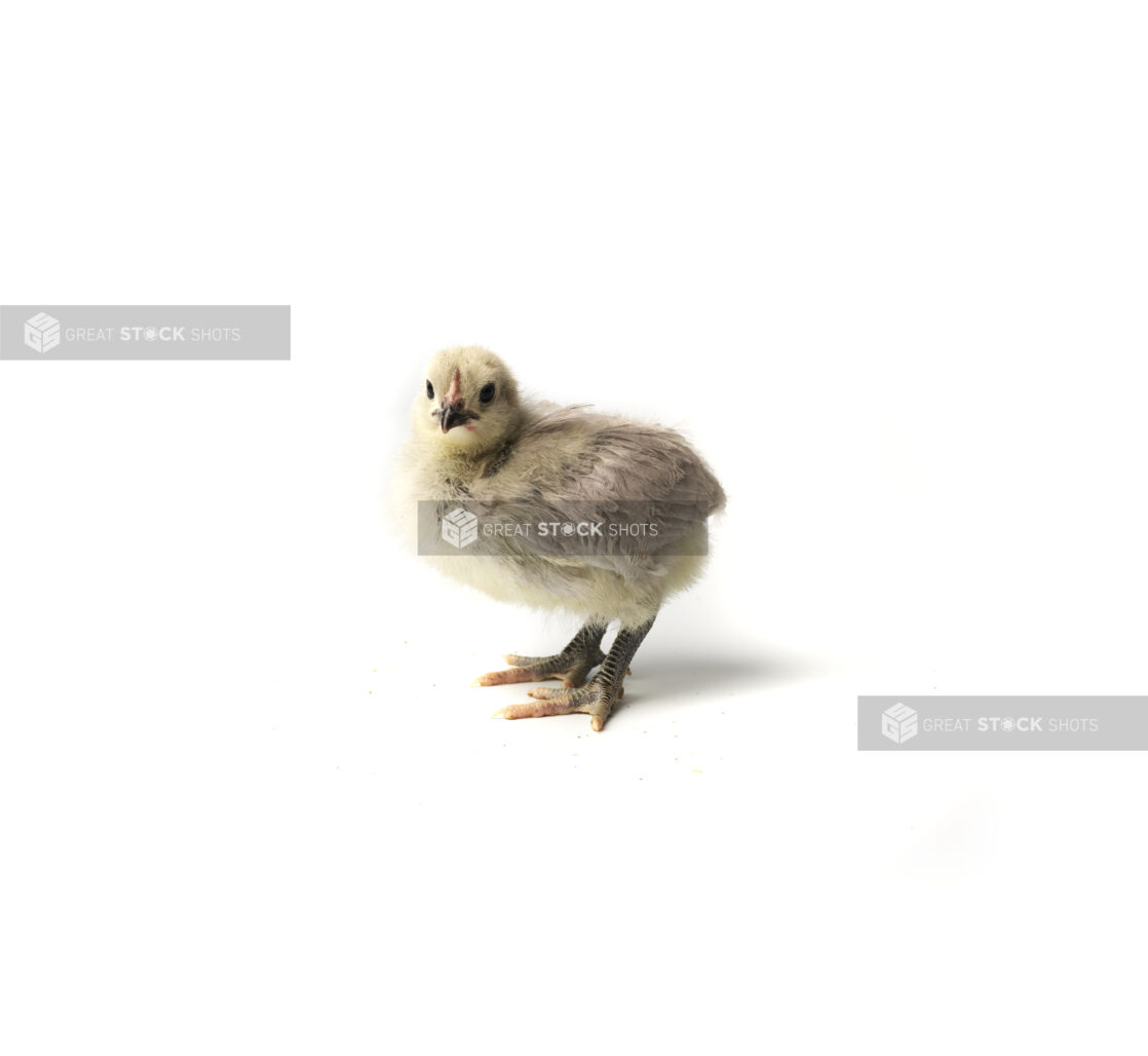 A Baby Yellow Chicken Shot on a White Background for Isolation