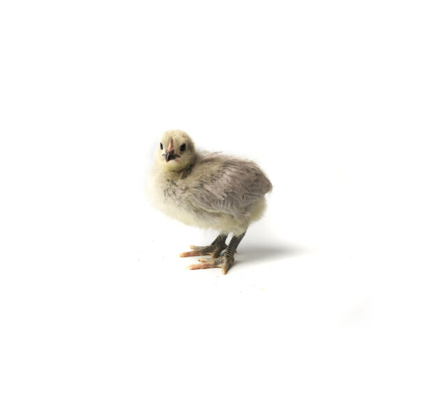 A Baby Yellow Chicken Shot on a White Background for Isolation