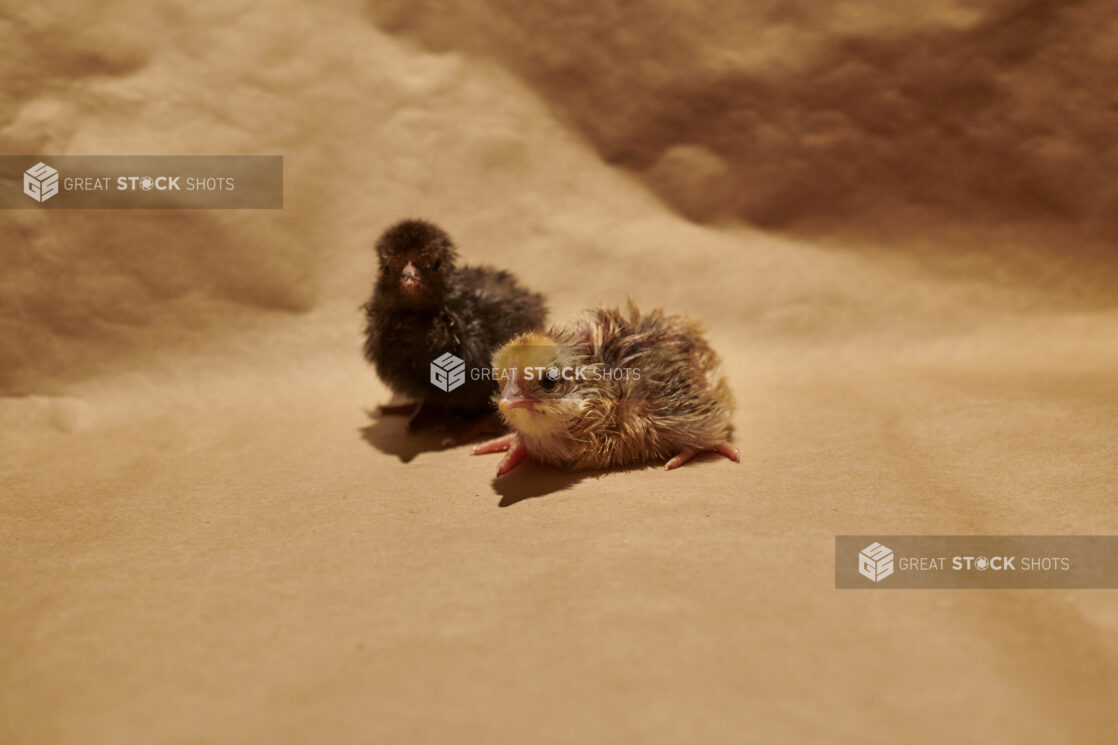 Two newly-hatched chicks on a brown paper background