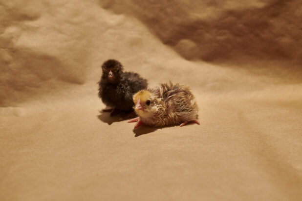 Two newly-hatched chicks on a brown paper background