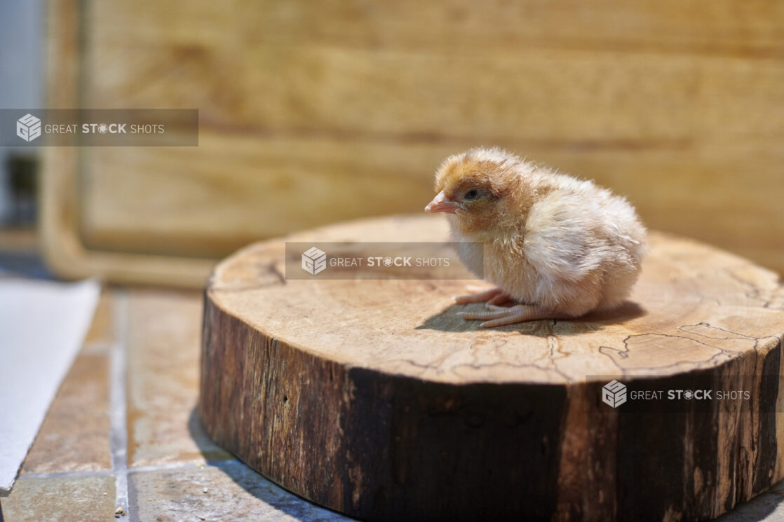 Little fluffy chick sitting on a wooden stump, wood background